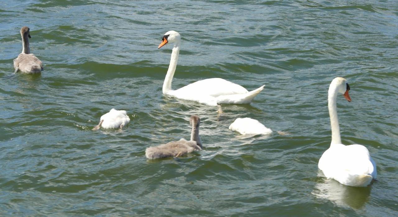 't Anker Elburg